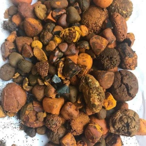 Whatsapp +237651673431/ Buy/sale top Quality Ox Cattle Gallstones Online. Email : jordanchapman20@gmail.com