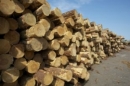 В Омской области построят завод по переработке древесины