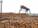 Китайцы будут перерабатывать лес в Асине