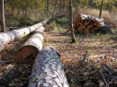 В Лесной кодекс России внесут поправки для модернизации ЛПК